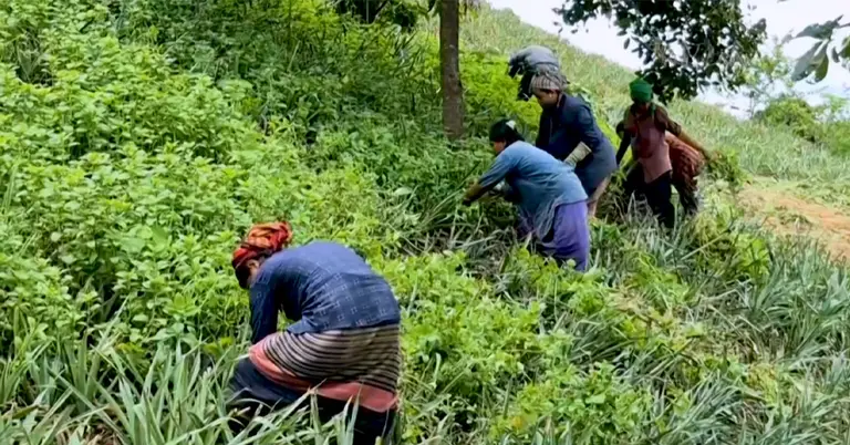 পাহাড়ে জুম চাষ করছেন নারীরা